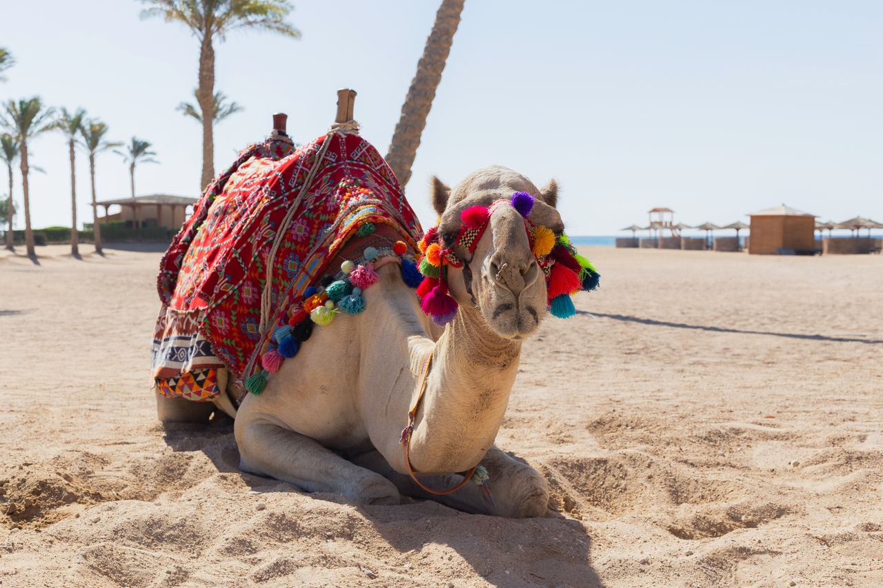 Dein nächster Urlaub in Marsa Alam